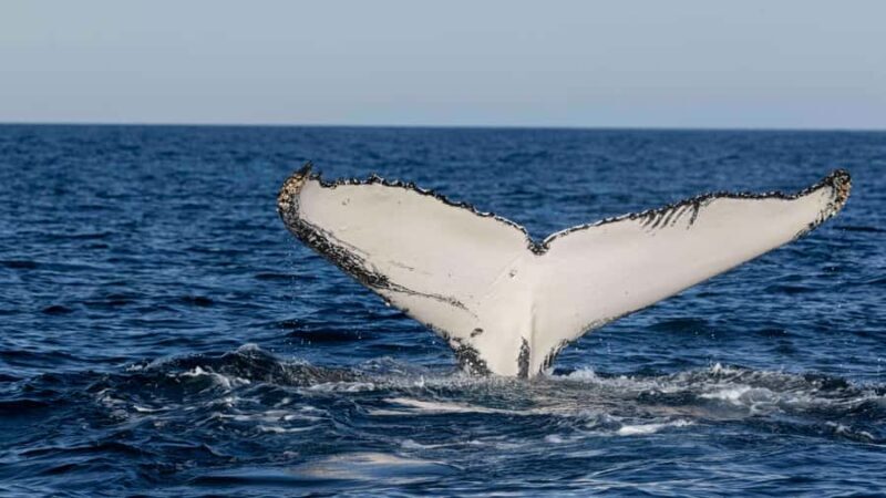 Byron Bay Whale Watching with Marine Biologist - Authentic Experiences from Travelers