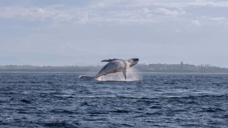 Byron Bay Whale Watching with Marine Biologist - How It Compares to Similar Experiences