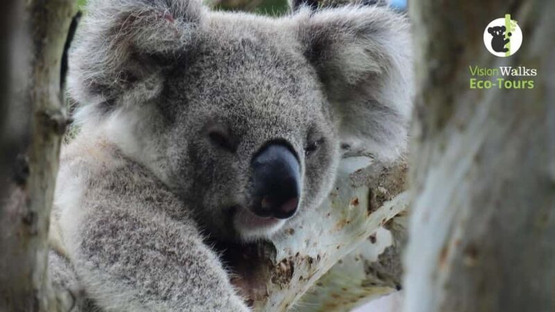 Byron Bay Wild Koala Tour - A Close Look at the Byron Bay Wild Koala Tour