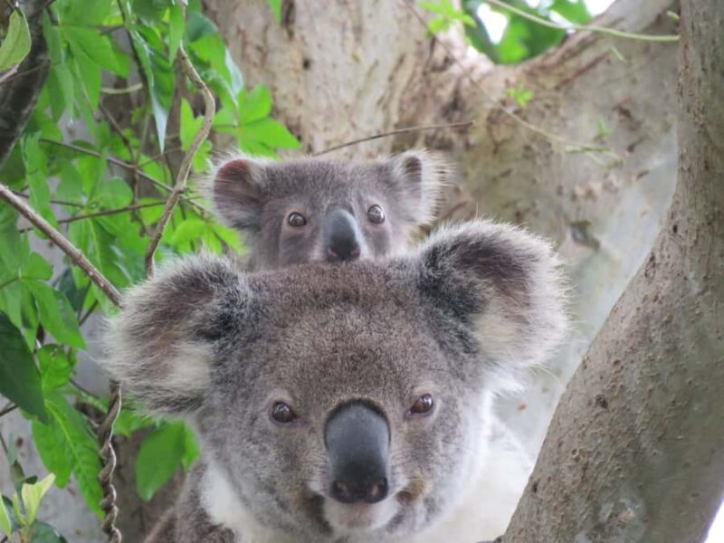 Byron Bay Wild Koala Tour - FAQ About the Byron Bay Wild Koala Tour