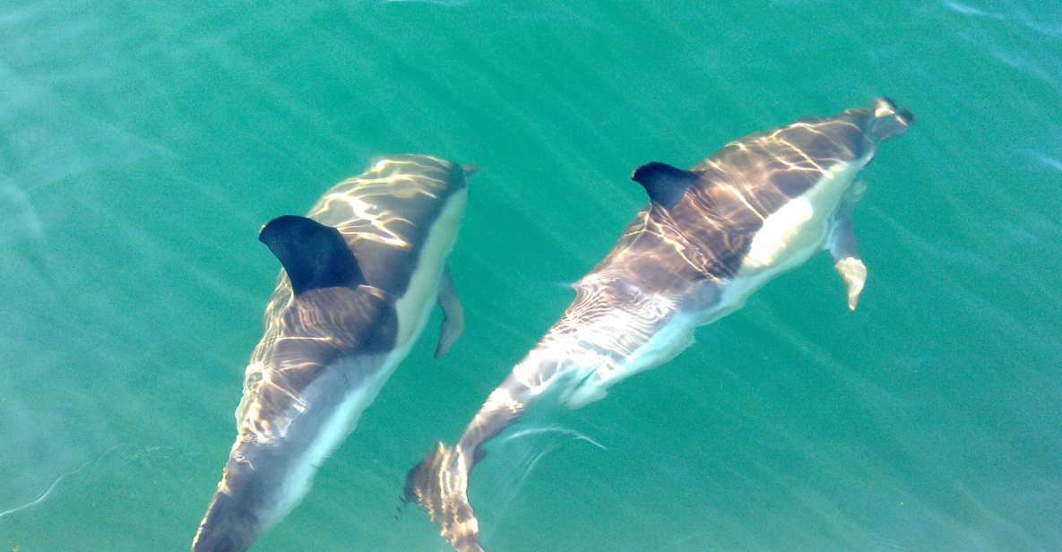 Cabanas De Tavira: Dolphin Watching Boat Tour - Language and Highlights
