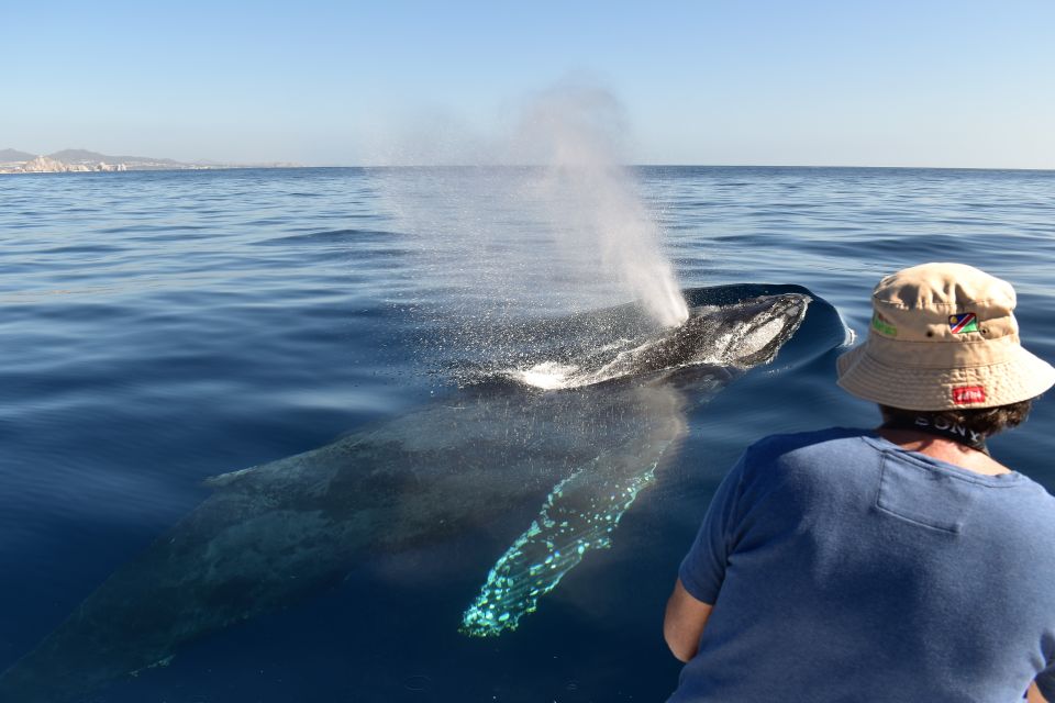 Cabo: 2-Hour Whale Watching Boat Ride With Free Pictures - Key Points