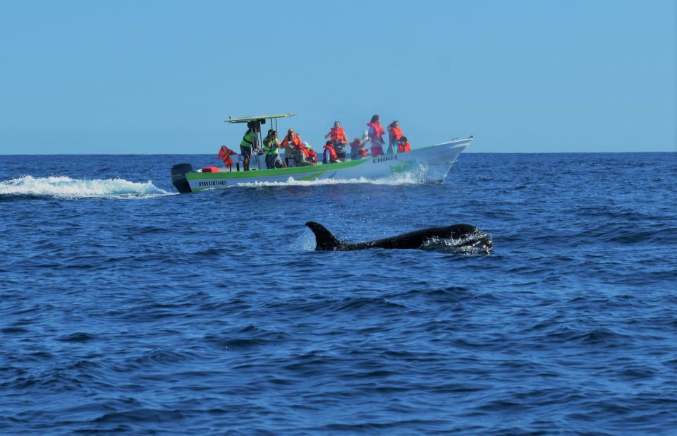 Cabo: 2-Hour Whale Watching Boat Ride With Free Pictures - Inclusions and Exclusions