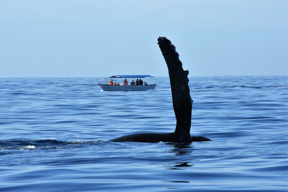Cabo: 2-Hour Whale Watching Boat Ride With Free Pictures - Checking Availability and Starting Times