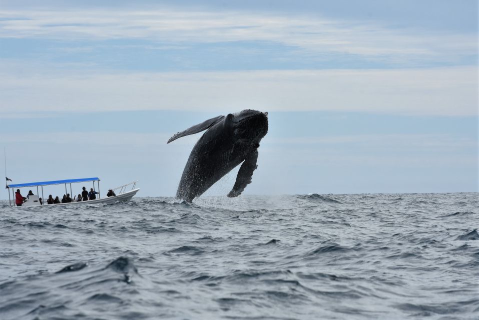 Cabo: 2-Hour Whale Watching Boat Ride With Free Pictures - Group Size and Meeting Point