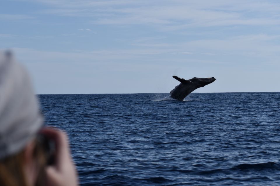 Cabo: 2-Hour Whale Watching Boat Ride With Free Pictures - Recommended Attire and Essentials