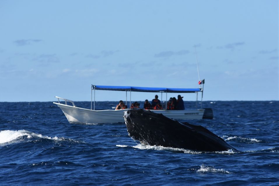 Cabo: 2-Hour Whale Watching Boat Ride With Free Pictures - Whale-Watching Warranty and Marine Biologist