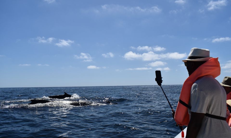 Cabo: 2-Hour Whale Watching Boat Ride With Free Pictures - Hydrophone and Underwater Song Experience