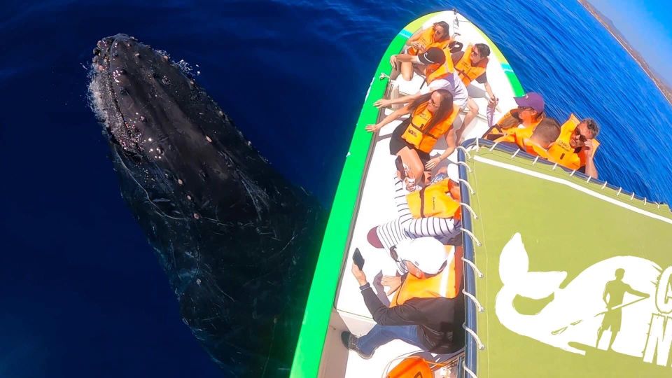 Cabo: 2-Hour Whale Watching Boat Ride With Free Pictures - Frequently Asked Questions