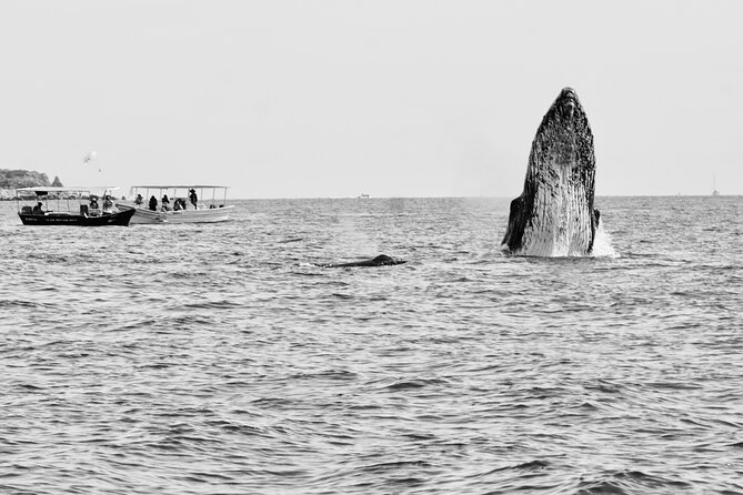 Cabo Arch & Snorkeling Tour - Snorkeling Gear and Equipment