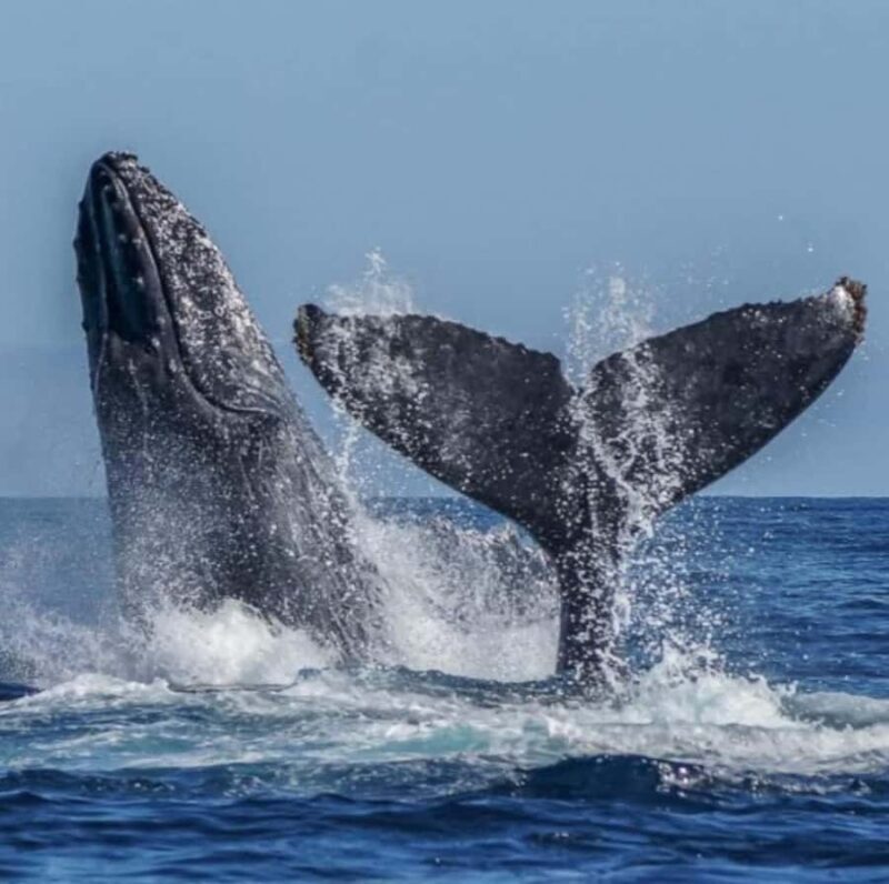 Cabo: Arch, Whales, Snorkel Tour - Food & Drinks 1-20 people - Food and Drinks Onboard