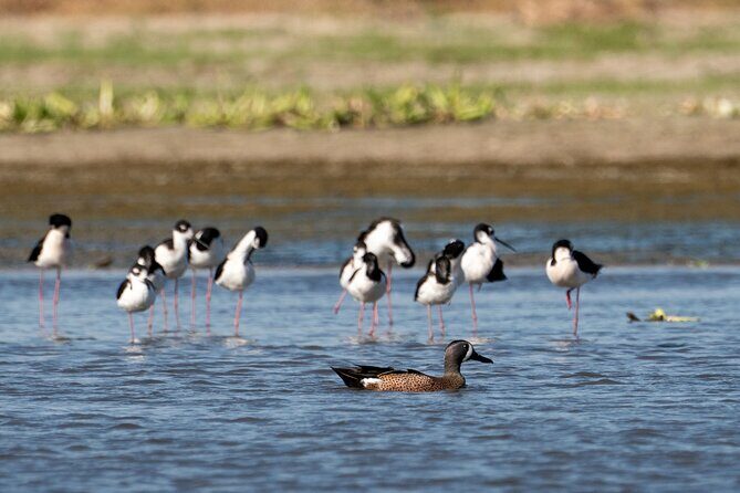 Cabo birding | Bird watching at bird sanctuary - An In-Depth Look at the Birding Tour