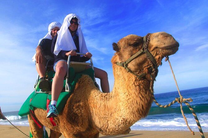 Cabo Camel and Safari Ride - An In-Depth Look at the Cabo Camel and Safari Ride