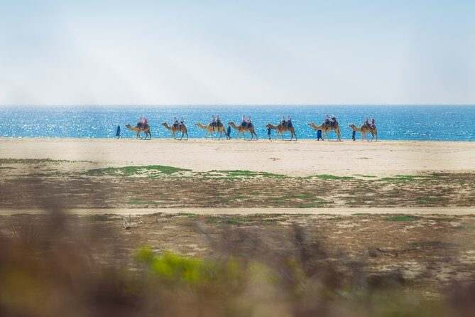Cabo Camel Ride, Mexican Buffet and Tequila Tasting - The Sum Up