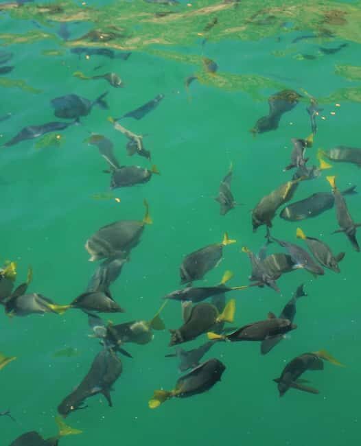 Cabo Catamaran Cruise Arch, Snorkeling, Open Bar & Snacks - Who Should Consider This Tour?