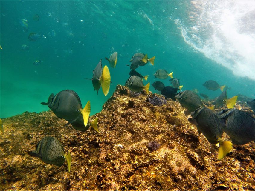 Cabo: Hidden Beach Day With Snorkeling in the Sea of Cortez - Inclusions and Exclusions