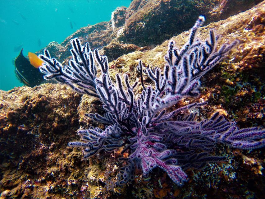 Cabo: Hidden Beach Day With Snorkeling in the Sea of Cortez - Enjoying the Authentic Cuisine