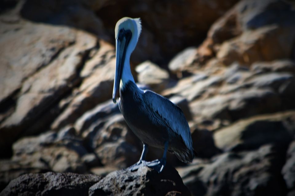 Cabo: Private Sunset Electric Boat Cruise - About the Cruise