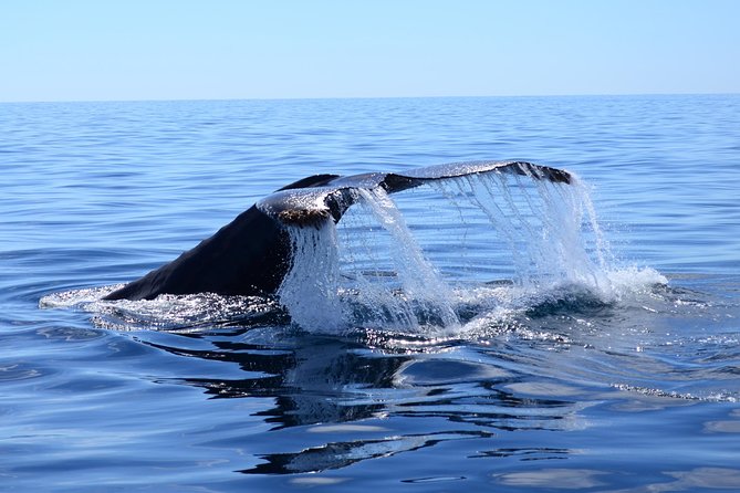 Cabo Private Whale Watching Tour - Incl FREE Photos & Whale Sightings Guarantee - Meeting and Pickup