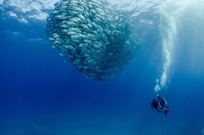 Cabo Pulmo 2 Tank Certified Dive with Lunch - The Experience as a Whole