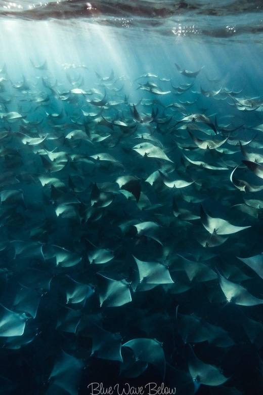 Cabo Pulmo: Cabo Pulmo National Park Diving Adventure - Key Points