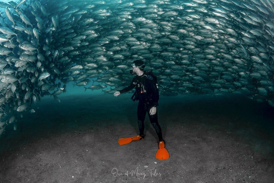 Cabo Pulmo: Cabo Pulmo National Park Diving Adventure - Remarkable Conservation Success Story