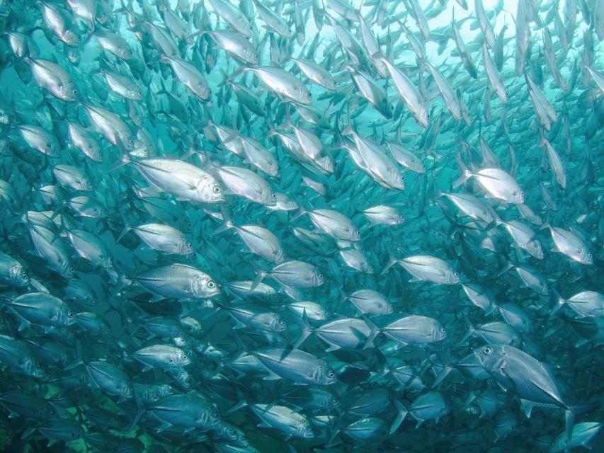 Cabo Pulmo: Cabo Pulmo National Park Diving Adventure - Visiting Cabo Pulmo National Park