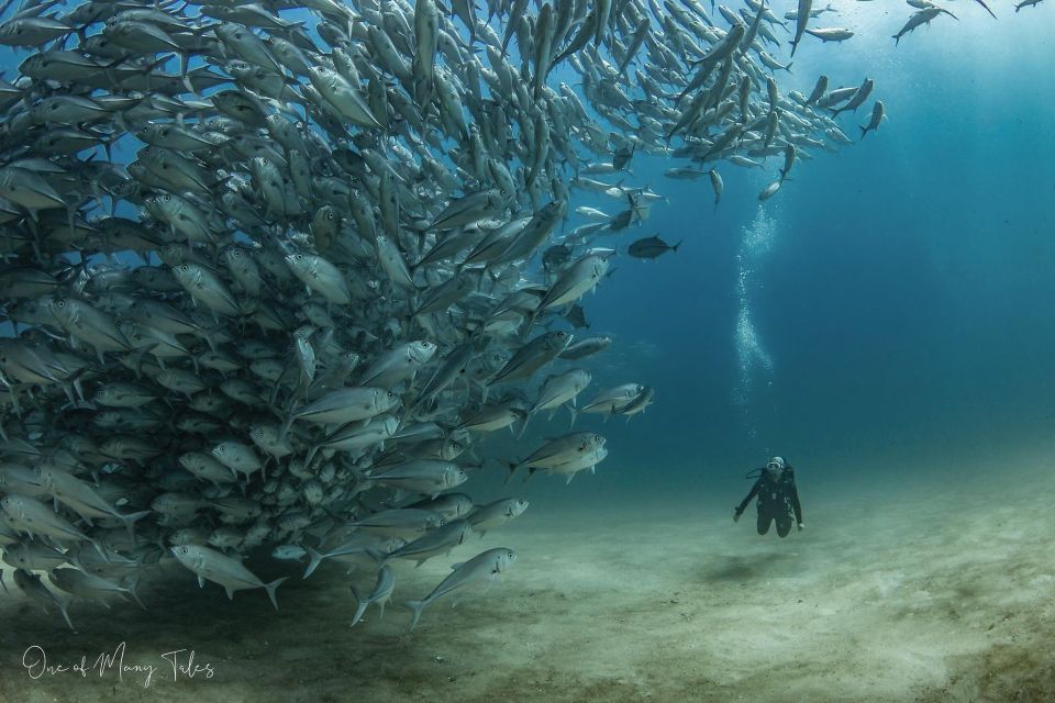 Cabo Pulmo: Cabo Pulmo National Park Diving Adventure - Frequently Asked Questions