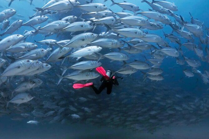 Cabo Pulmo Diving Adventure - A Closer Look at the Cabo Pulmo Diving Adventure