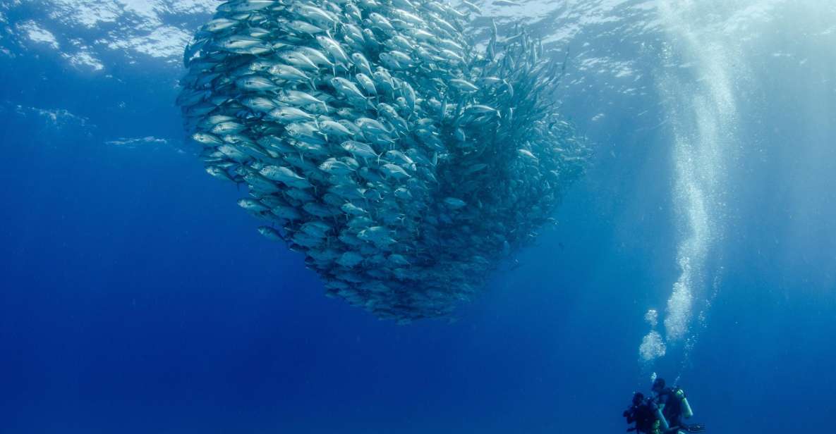 Cabo Pulmo Marine Park: Scuba Diving Excursion - Key Points