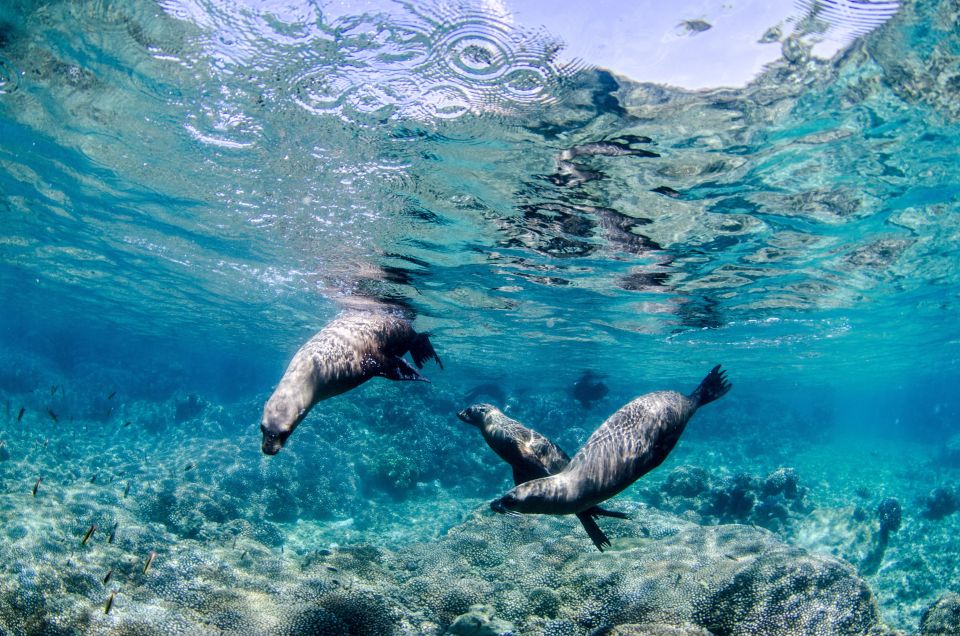 Cabo Pulmo Marine Park: Scuba Diving Excursion - Highlights of the Experience