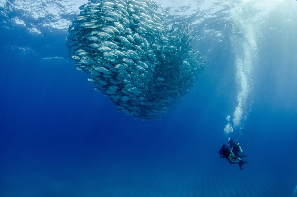Cabo Pulmo Marine Park: Scuba Diving Excursion - Certification and Experience Level
