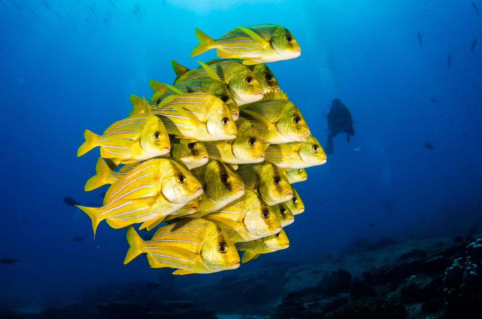 Cabo Pulmo Marine Park: Scuba Diving Excursion - Inclusions and Additional Costs