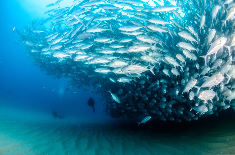 Cabo Pulmo Marine Park: Scuba Diving Excursion - Exclusions and Restrictions