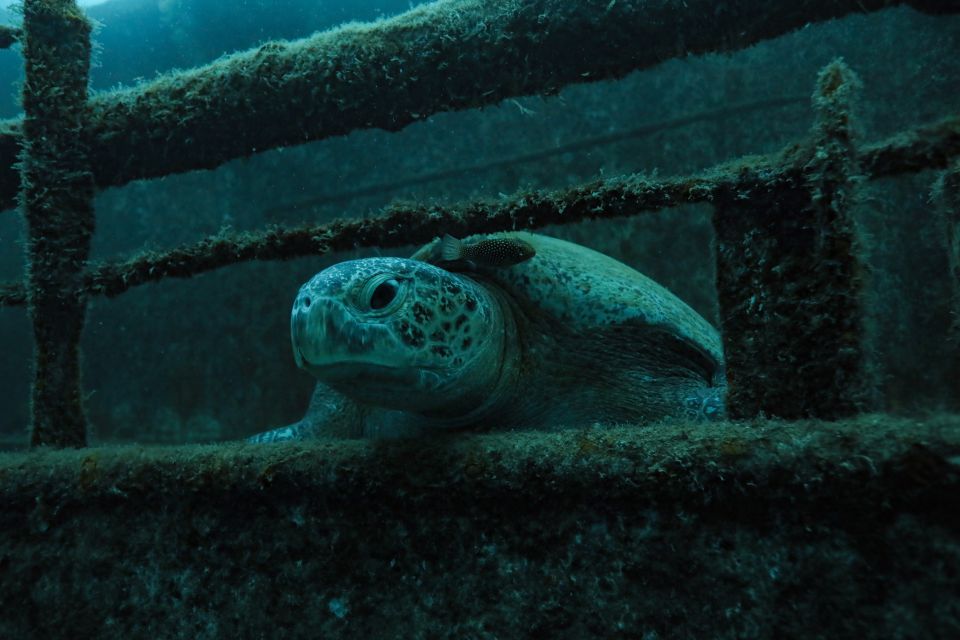 Cabo Pulmo Marine Park: Scuba Diving Excursion - Pickup and Group Size