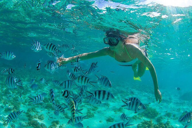 Cabo Pulmo National Park Snorkel Expedition from Cabo San Lucas - Who Will Love This Tour?