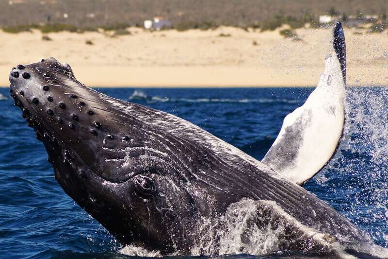 Cabo San Lucas: 2.5-Hour Whale Watching Tour - Key Points