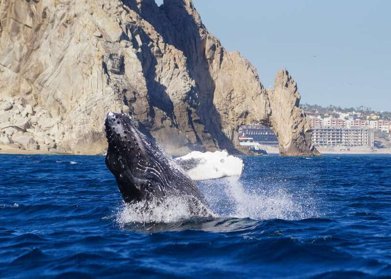 Cabo San Lucas: 2.5-Hour Whale Watching Tour - What You Can Expect from This Whale Watching Tour