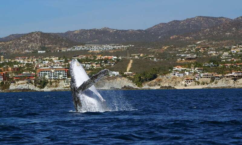 Cabo San Lucas: 2.5-Hour Whale Watching Tour - Practical Tips for Booking and Enjoying the Tour
