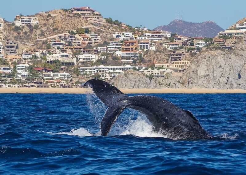 Cabo San Lucas: 2.5-Hour Whale Watching Tour - Who Would Enjoy This Tour?