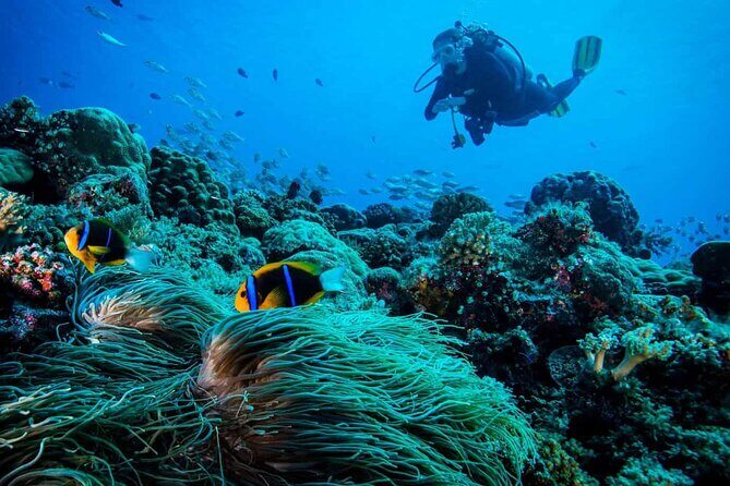 Cabo San Lucas 2 Tank Scuba Diving - A Deep Dive into the Experience