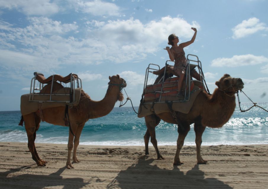 Cabo San Lucas: Amazing Camel Adventure on the Beach - Camel Ride Along the Pacific