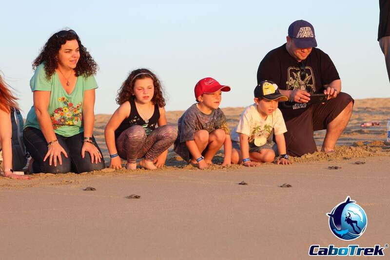 Cabo San Lucas: Baby Turtle Release Experience - Introduction: An Unforgettable Conservation Adventure