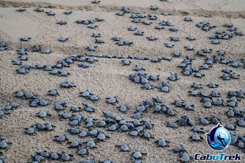 Cabo San Lucas: Baby Turtle Release Experience - The Itinerary: A Thoughtfully Designed Experience