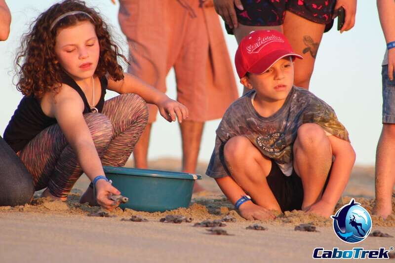 Cabo San Lucas: Baby Turtle Release Experience - What’s Included and What’s Not