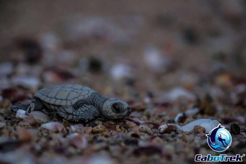 Cabo San Lucas: Baby Turtle Release Experience - Practical Considerations