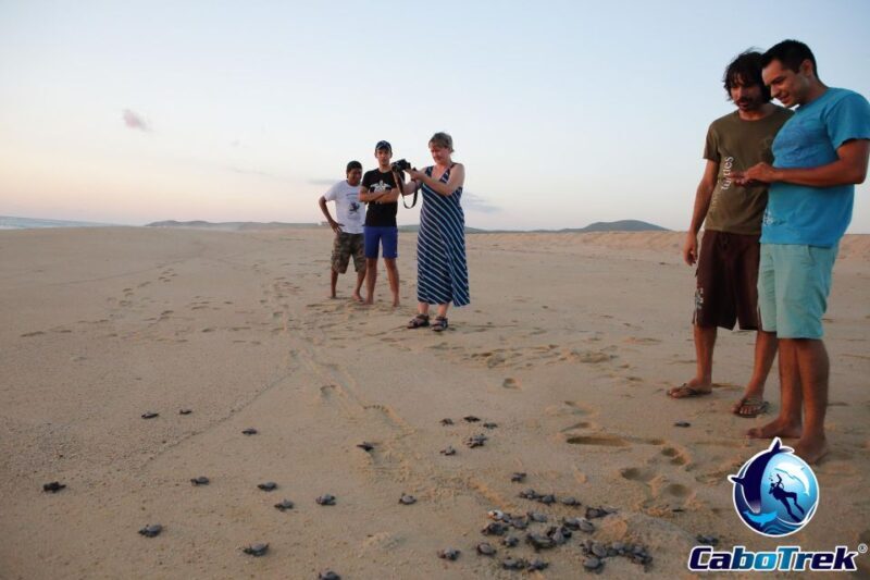 Cabo San Lucas: Baby Turtle Release Experience - Authentic Experiences and Traveler Feedback