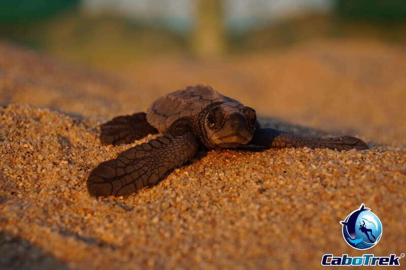 Cabo San Lucas: Baby Turtle Release Experience - The Sum Up: Who Should Consider This Tour?