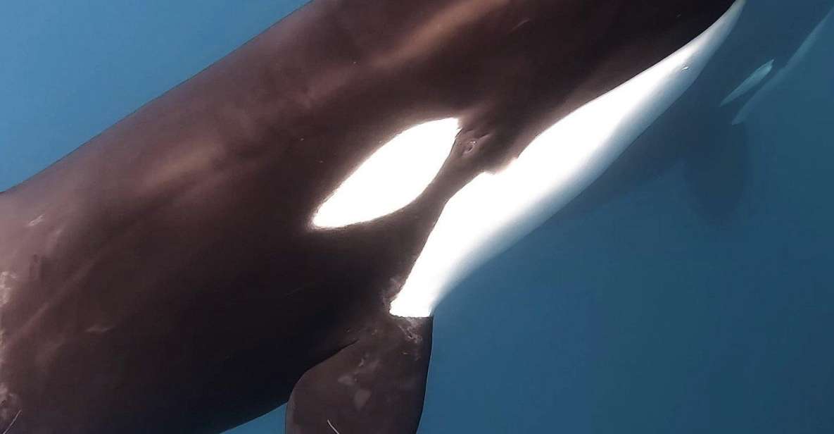 Cabo San Lucas: Big Marine Animal Safari Adventure - Key Points