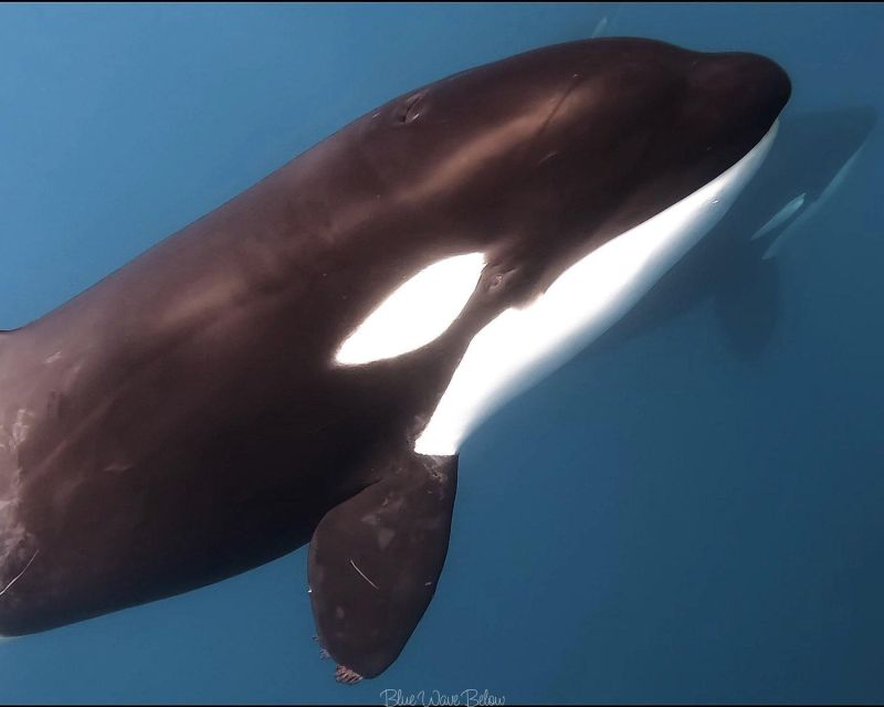 Cabo San Lucas: Big Marine Animal Safari Adventure - Cancellation Policy